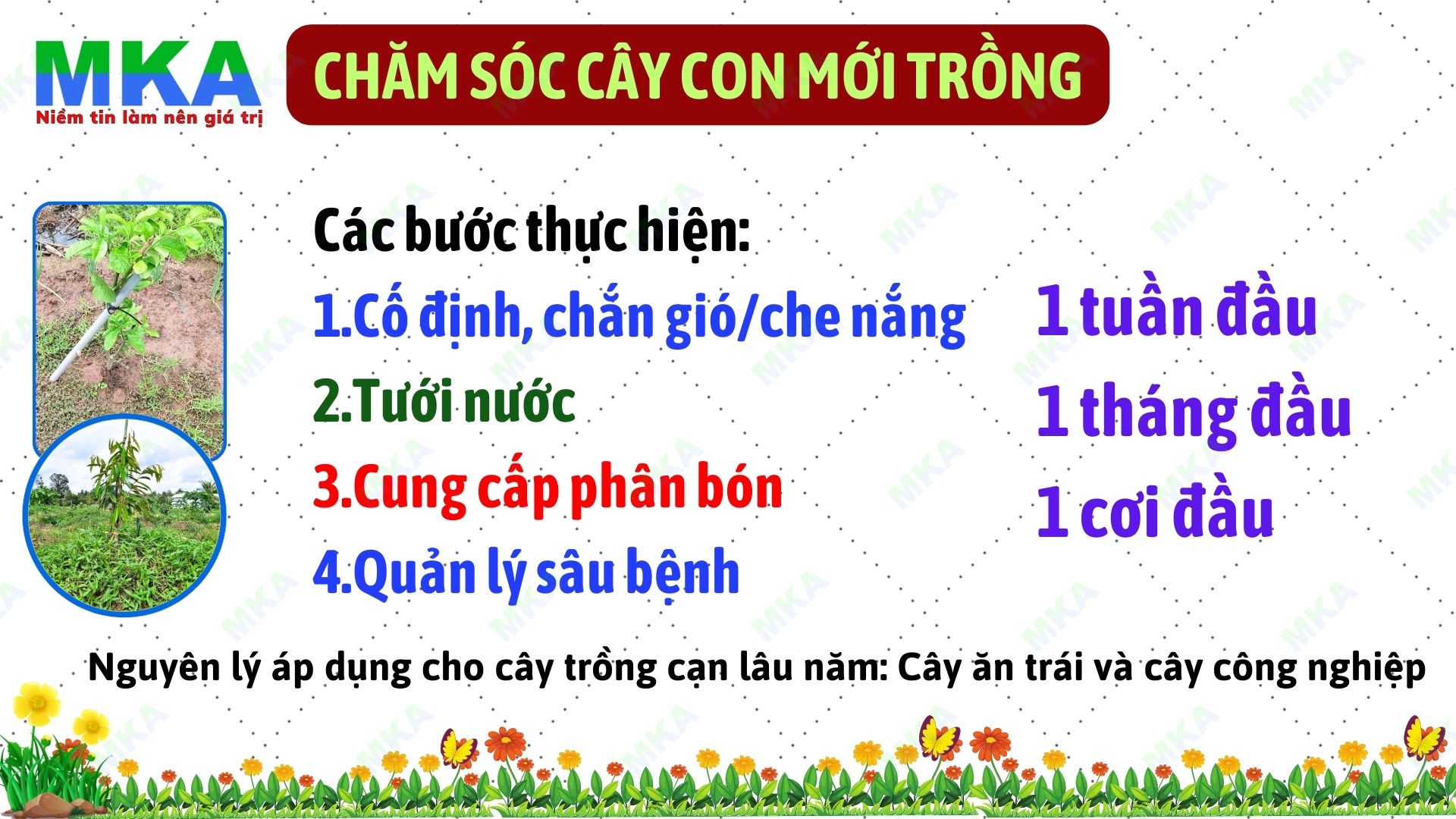 Cây con mới trồng bón phân gì?